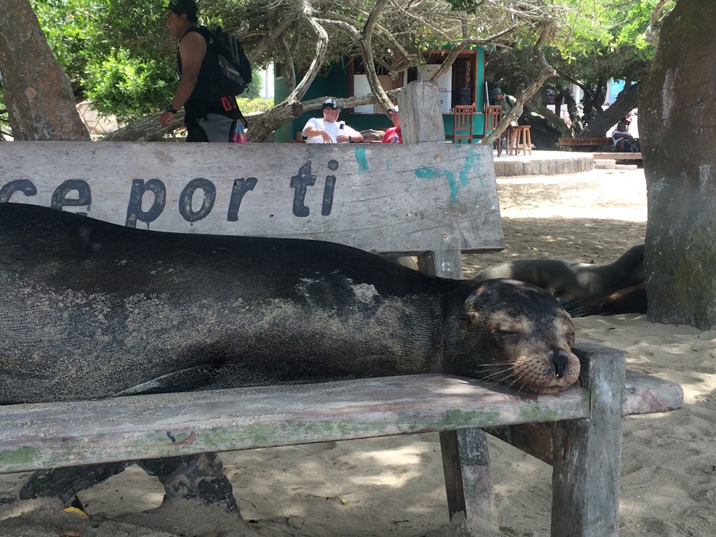 Sea lion taking a nap
