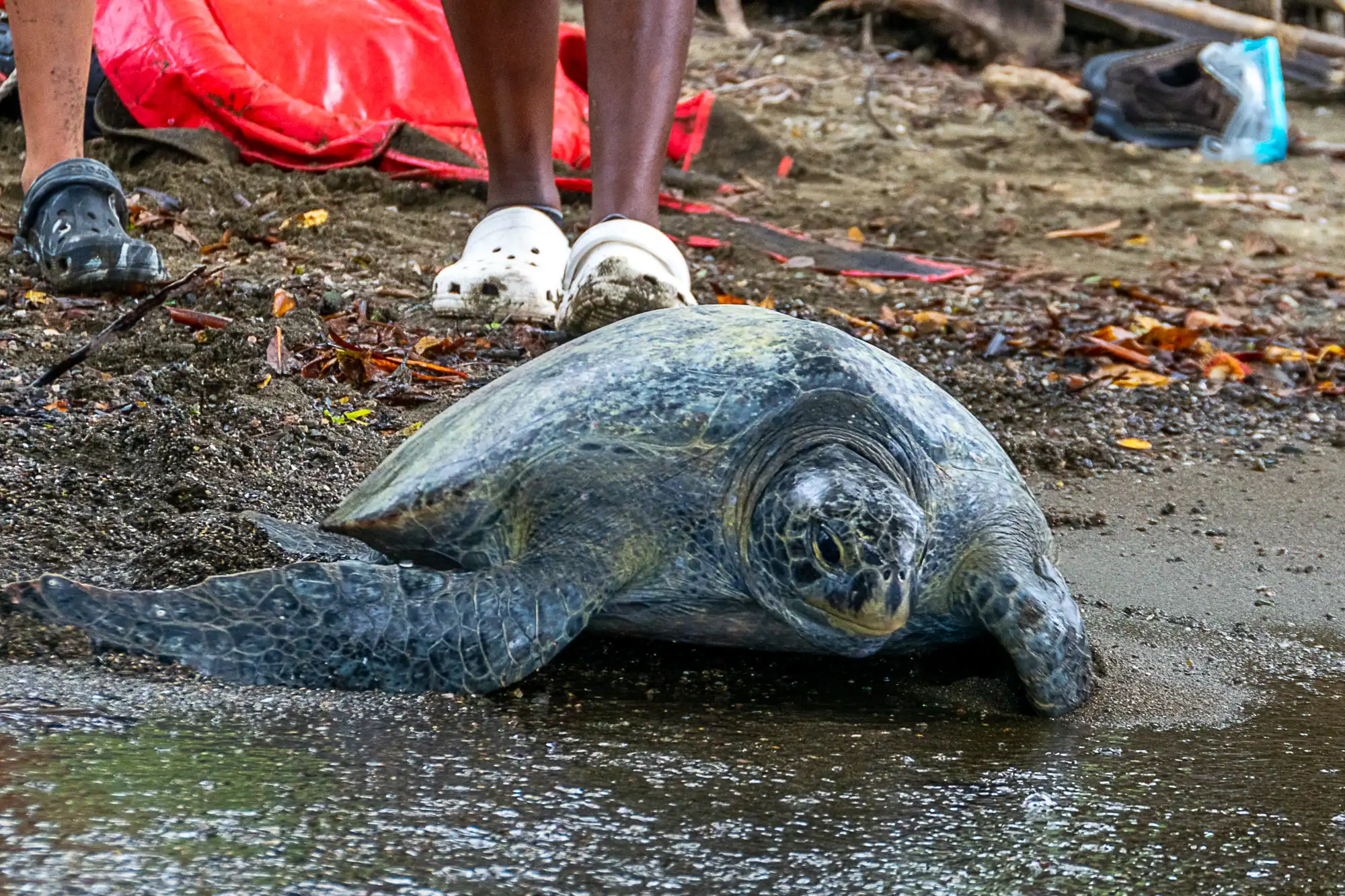 A sea turtle lies on wet sand near the water’s edge, with a participant from the Costa Rica Teen Wildlife Program in white footwear standing behind it.