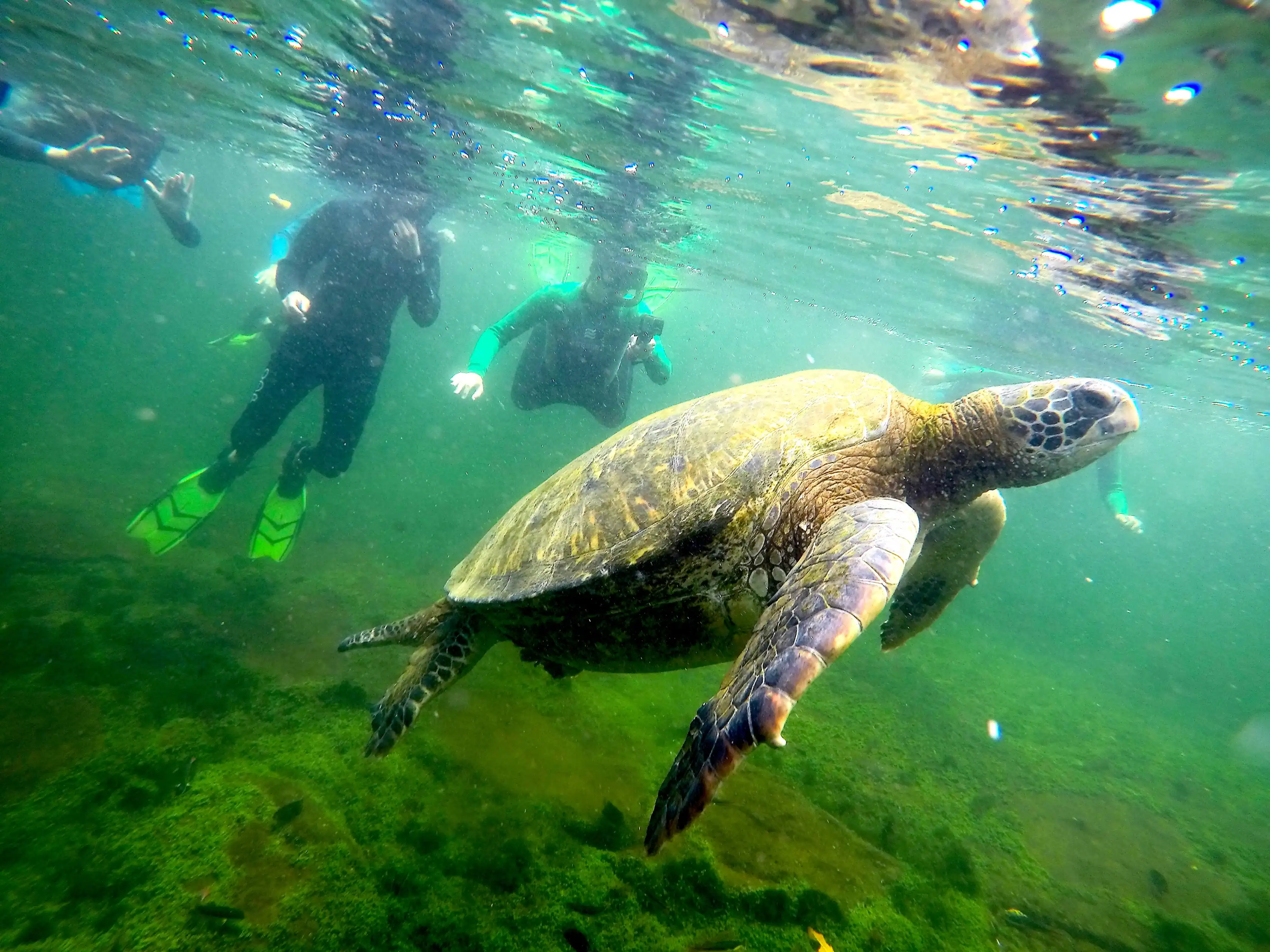 A sea turtle swims underwater near several snorkelers with flippers in a greenish aquatic environment, creating an unforgettable moment for those on a teen travel program.