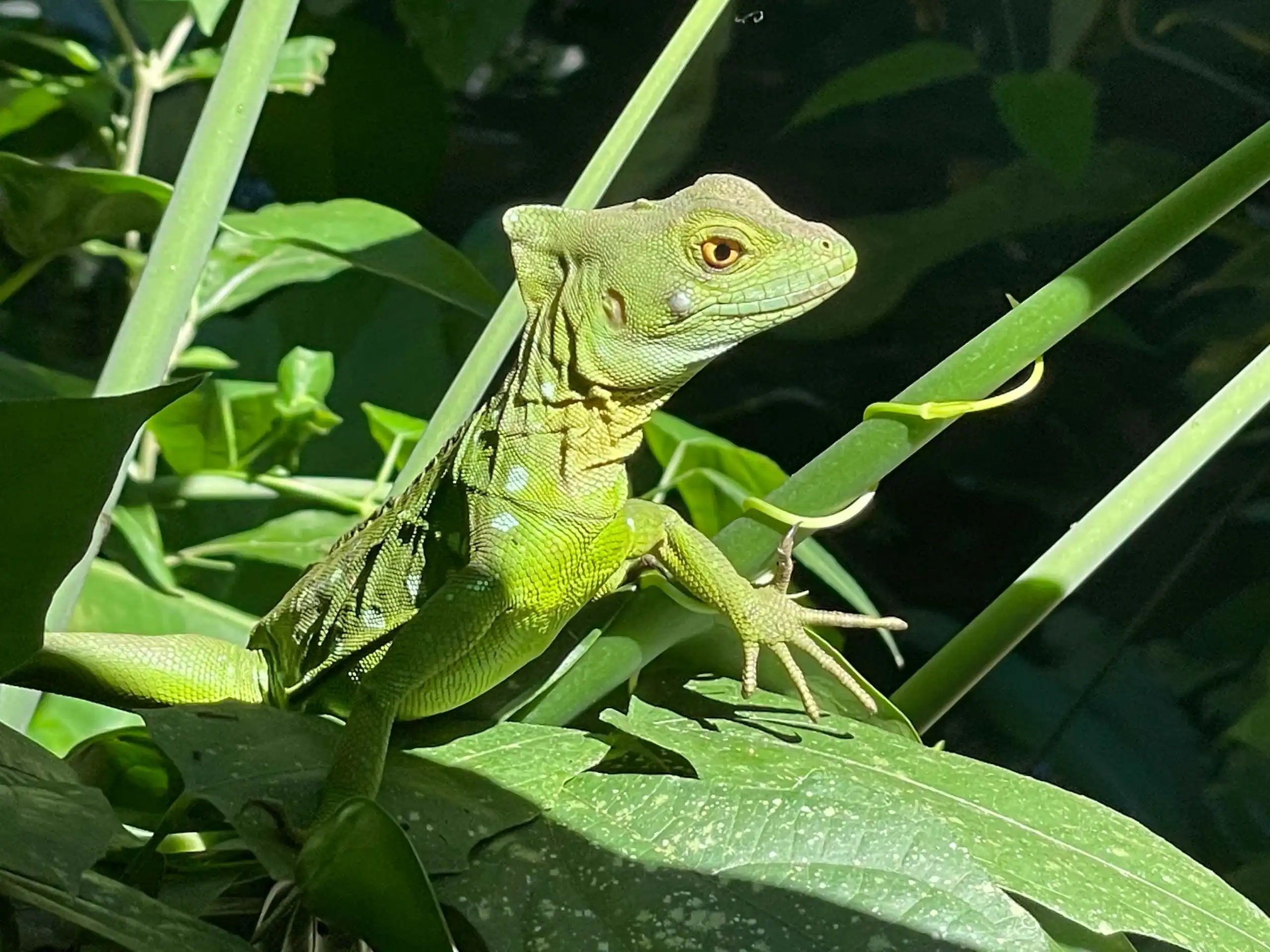 A green lizard with textured skin sits on a sunlit leaf surrounded by dense foliage, blending seamlessly into the scene—an inspiring sight for any environmental school travel program.