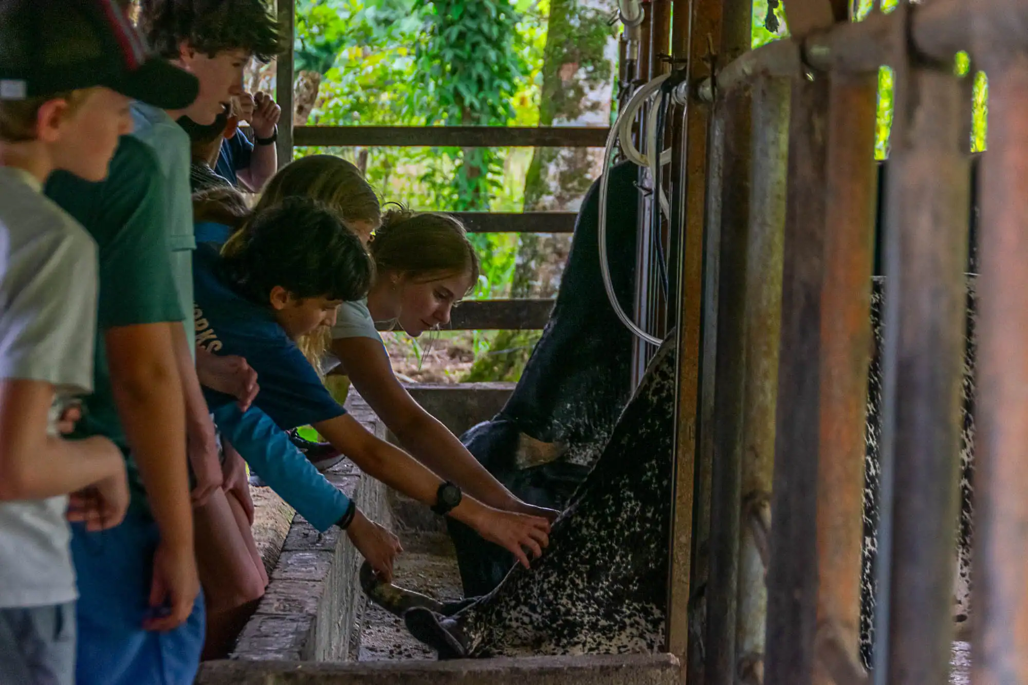 A group of children pet a cow in an enclosure, with trees visible in the background.