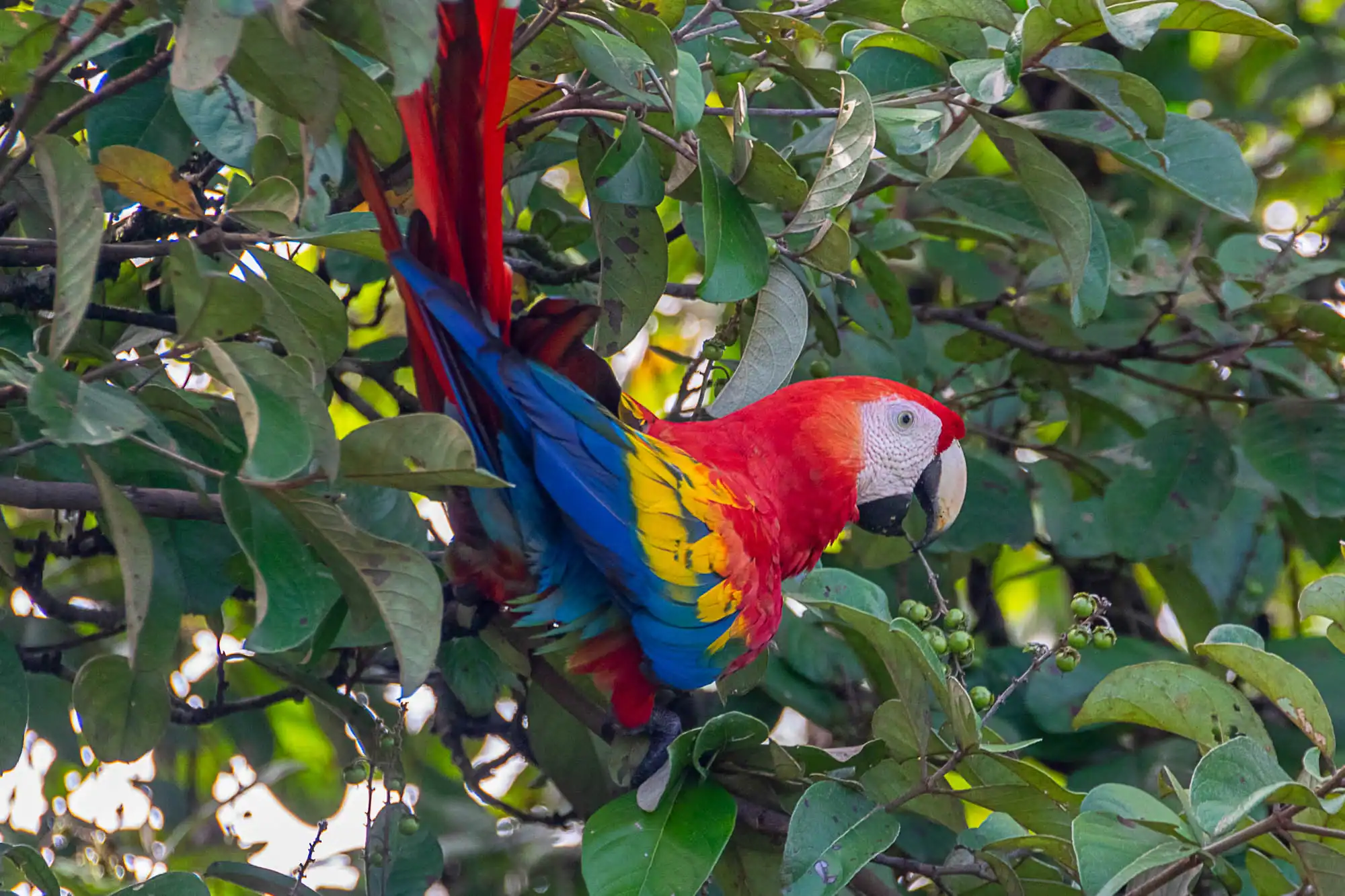 A scarlet macaw with red, yellow, and blue feathers is perched among green leaves in a tree—a vibrant scene often spotted on a High School Wildlife Service Trip.