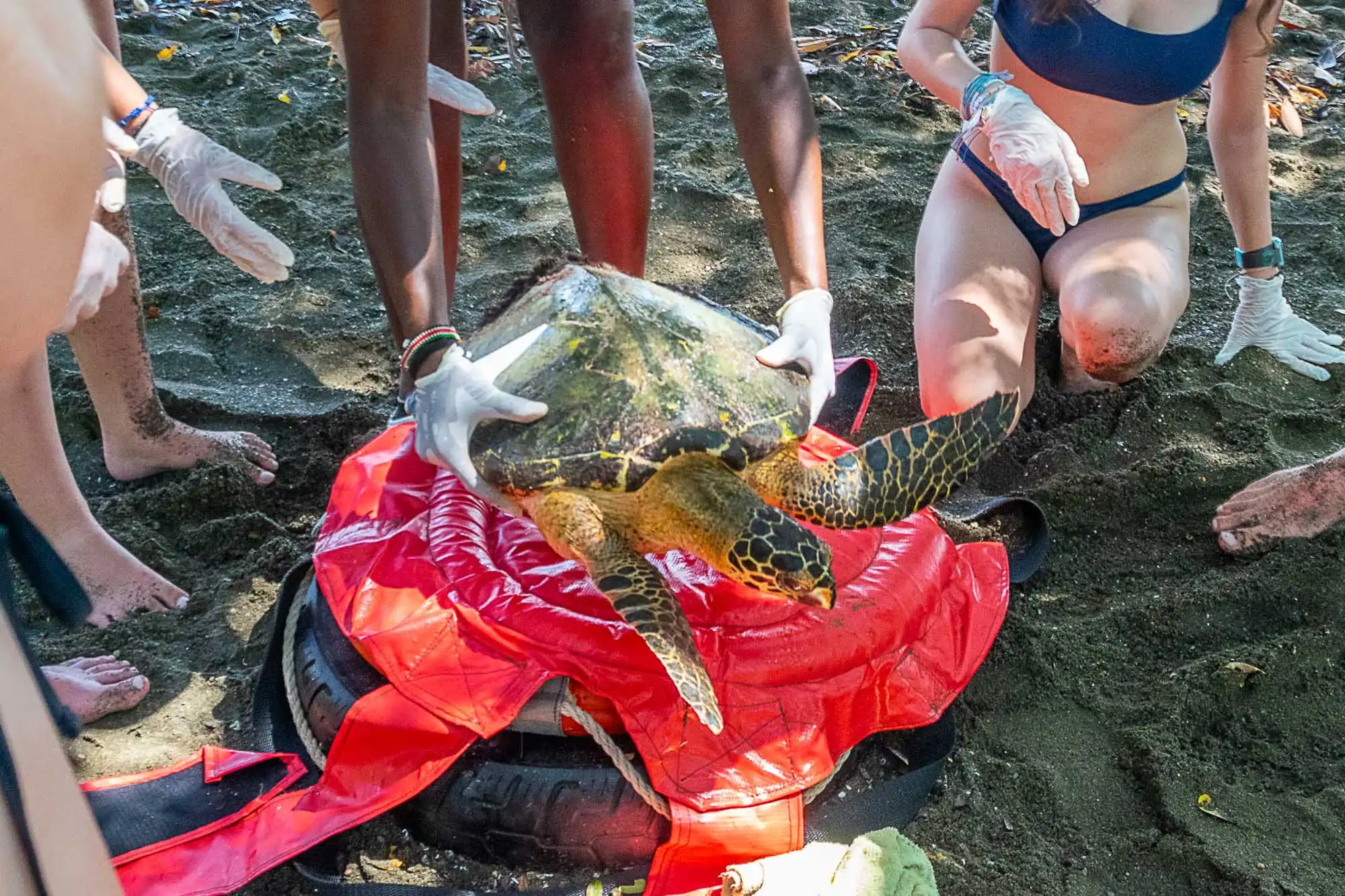 During a teen wildlife trip, several people wearing gloves release a sea turtle onto a sandy beach, using a red mat and a tire for support.