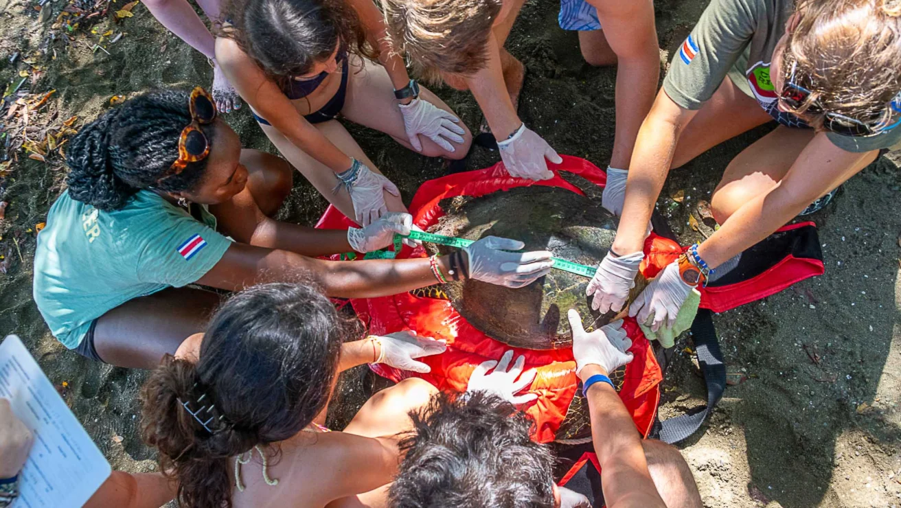 A group of people, wearing gloves, are gathered around a sea turtle on a beach, seemingly conducting a conservation activity.