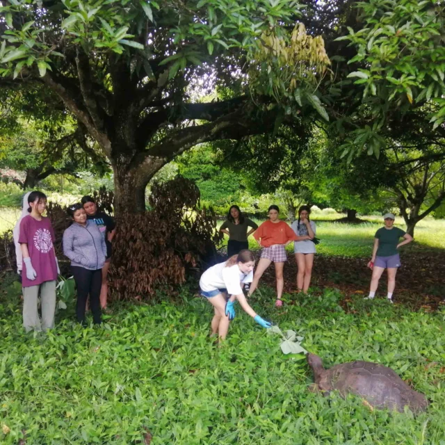 A group of people stand around a large tortoise in a grassy area under a tree, with one person feeding it leaves.