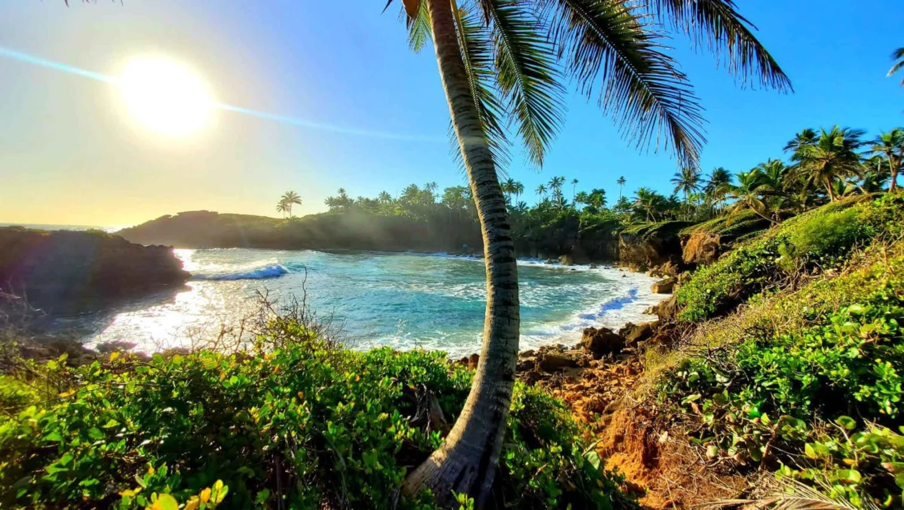 A scenic tropical beach with a prominent leaning palm tree, bright sunlight, clear blue sky, and gentle waves near a rocky shore. Luxuriant green foliage surrounds the scene.