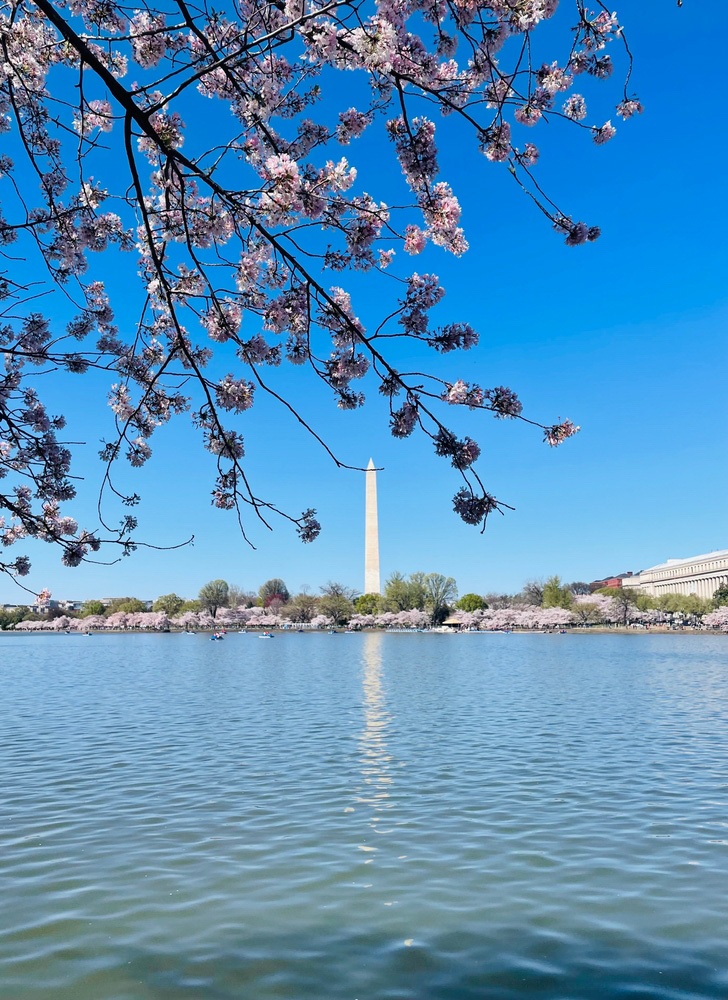 Cherry blossoms with the Washington Monument in the background across the Tidal Basin on a clear day.
