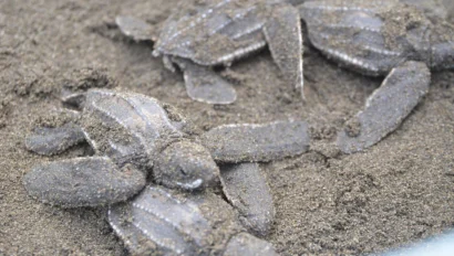 Baby turtles partially covered in sand, lying on a sandy surface.