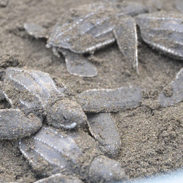 Baby turtles partially covered in sand, lying on a sandy surface.