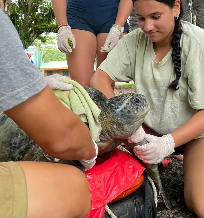During a Costa Rica school trip, we see students interacting with a sea turtle during a checkup by a veterinarian.