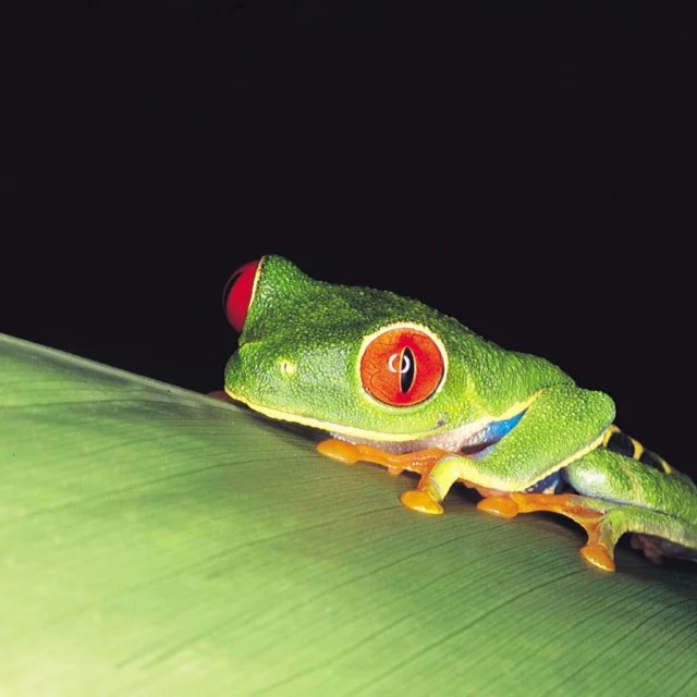 A red-eyed tree frog with green skin and orange toes rests on a leaf against a black background.