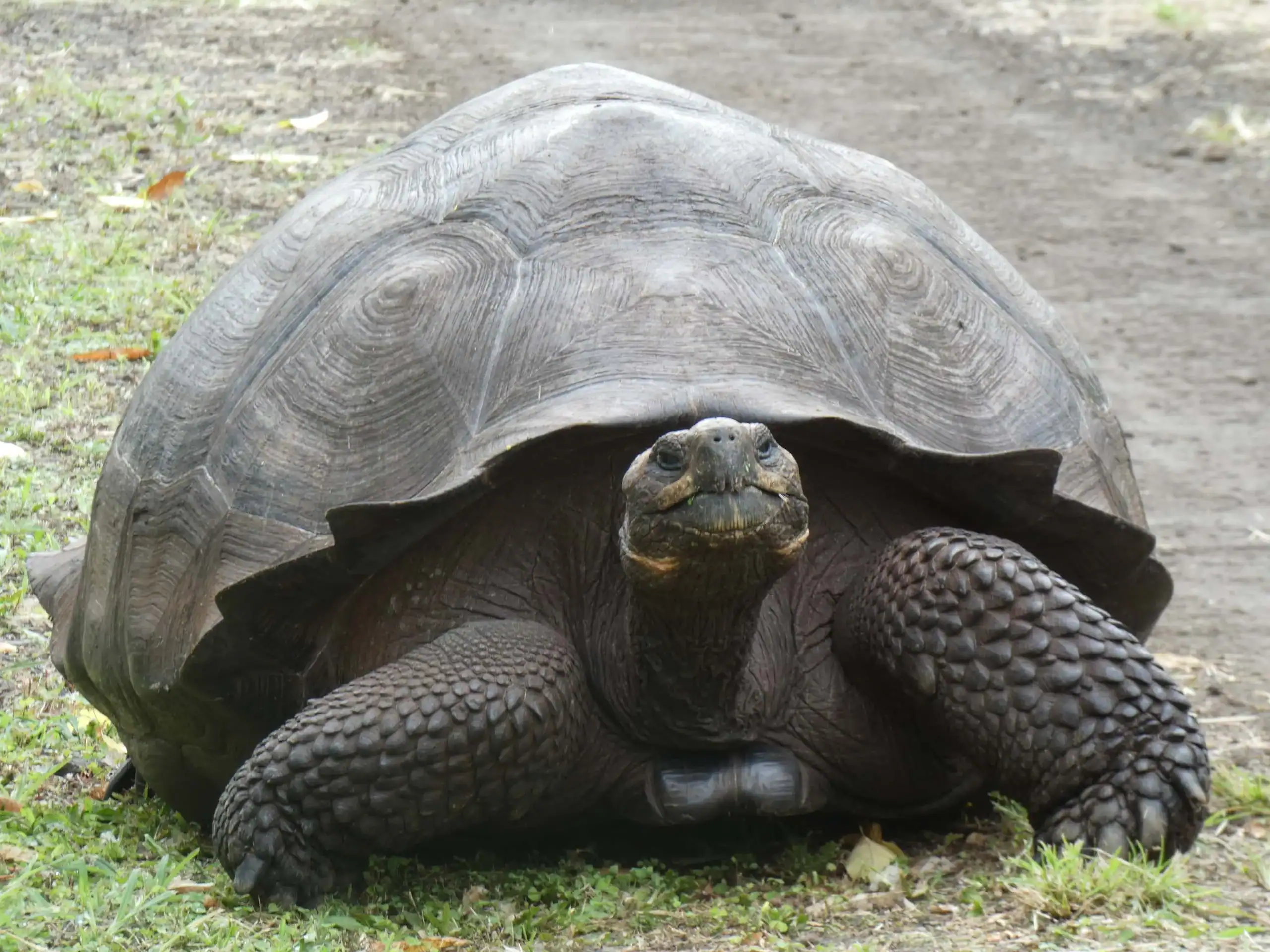 A large tortoise with a dark, domed shell and rough, scaly legs rests on grass near a dirt path—an unforgettable sight for any Ecuador student travel.