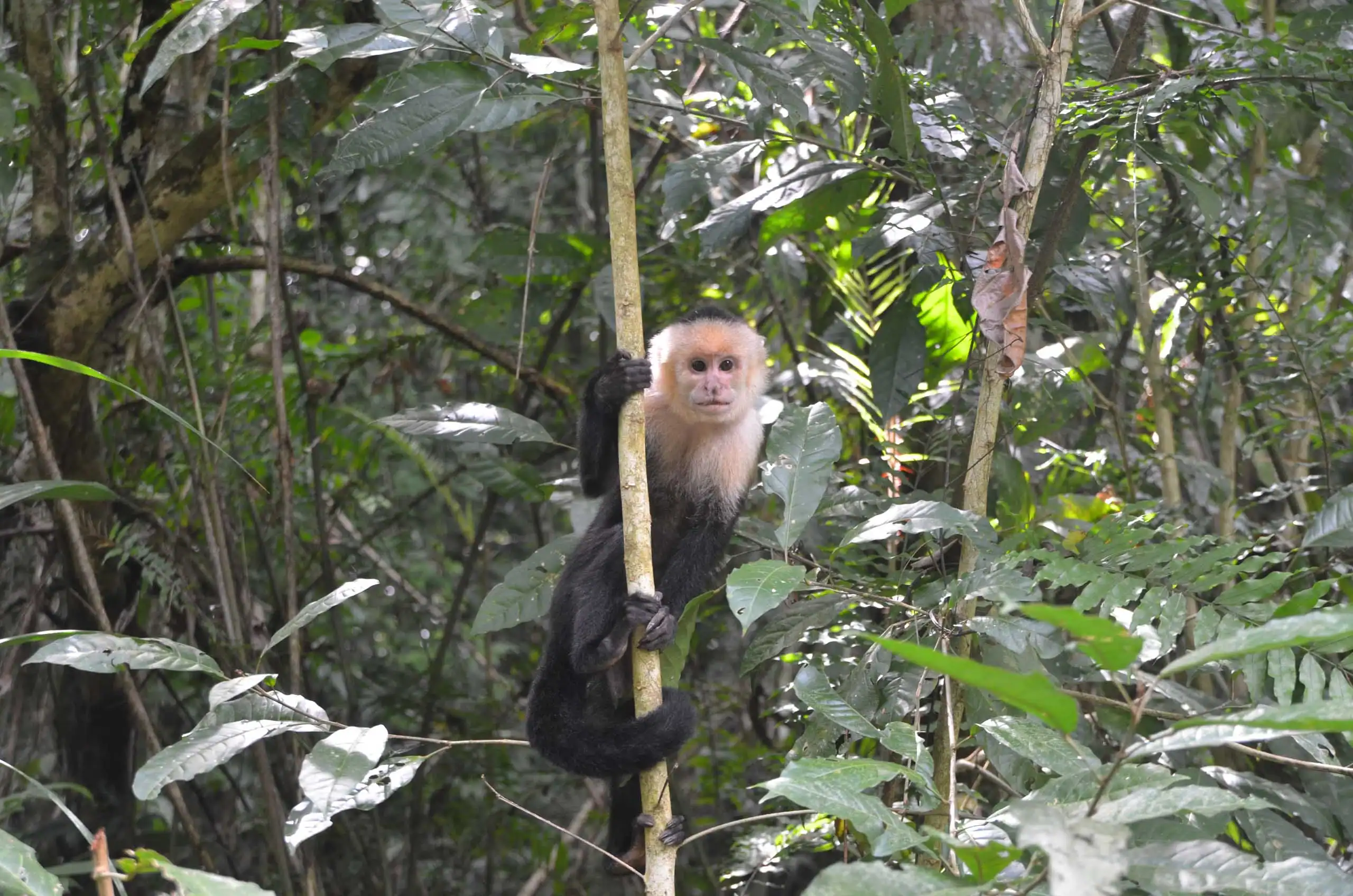 A capuchin monkey clings to a vine, surrounded by dense green foliage in a forest setting. Wildlife preservation and conversation is part of our teen travel programs.