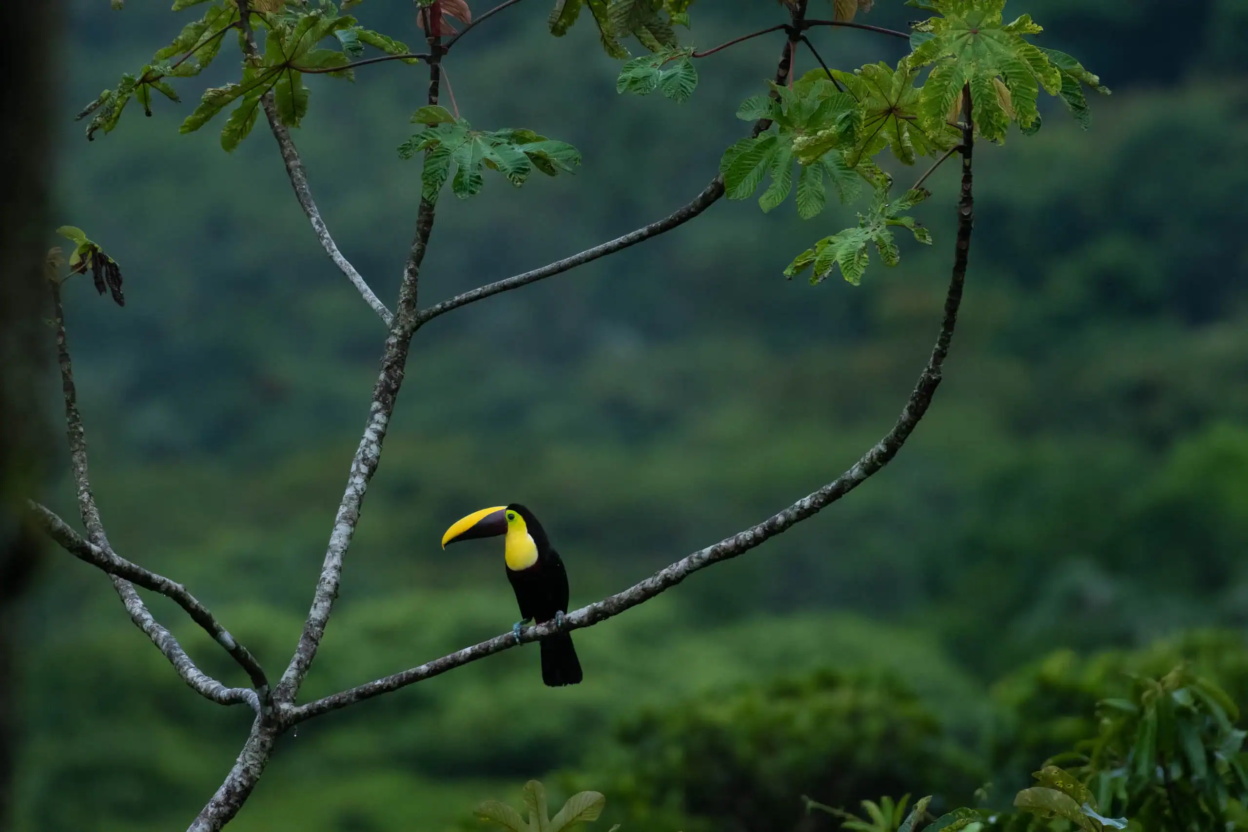 A toucan with a large yellow beak perches on a tree branch against dense green foliage, spotted during a memorable conservation trip.