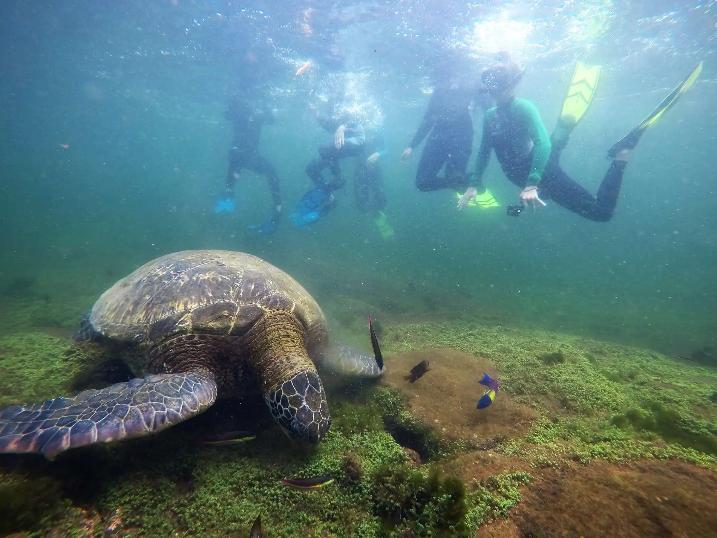 A school group travel adventure unfolds as snorkelers observe a large sea turtle swimming near the ocean floor, with small fish darting nearby.