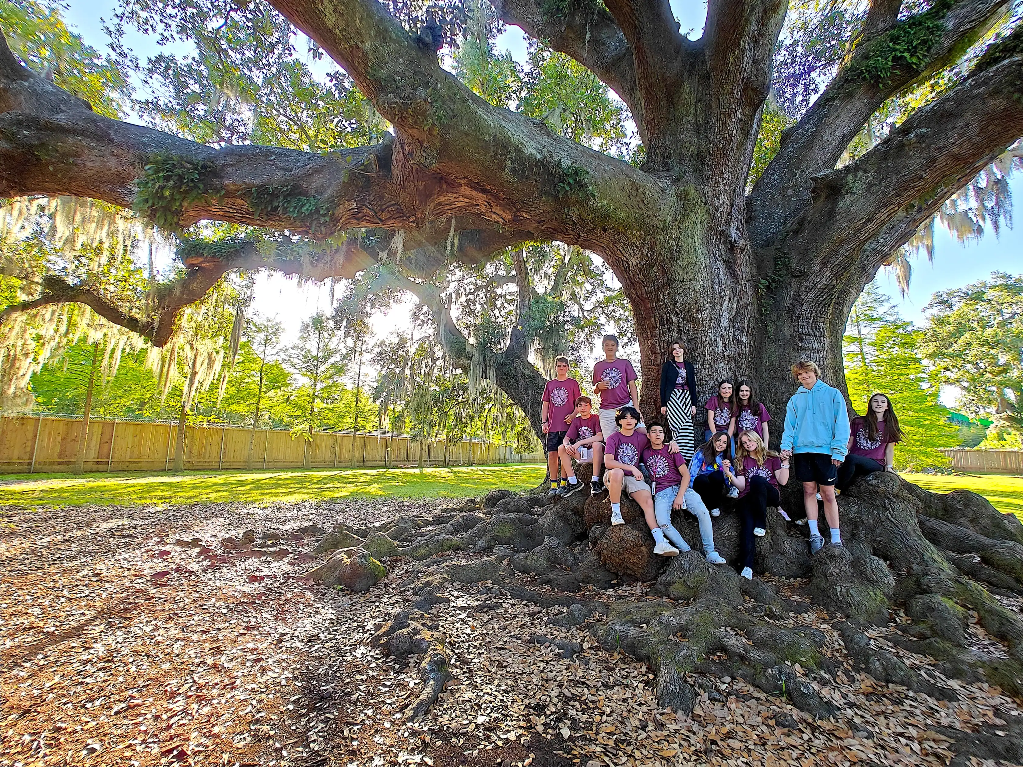 A school group travel outing with teenage students around the roots of a large, sprawling tree in a sunny in the United States of America.