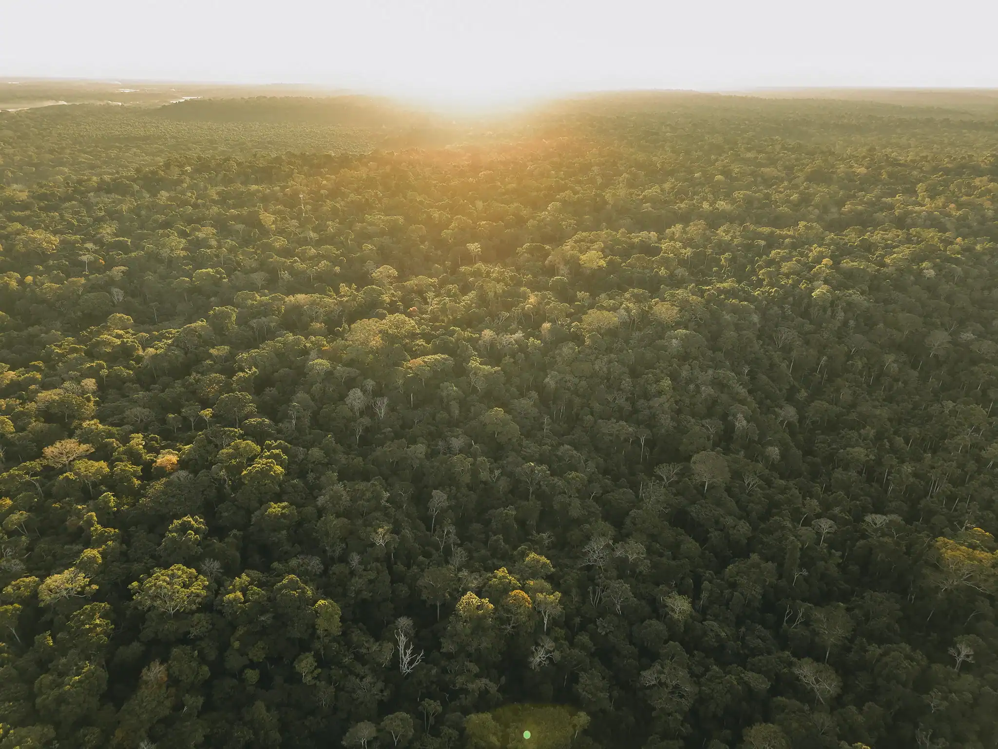 Aerial view of a dense, green forest canopy stretching to the horizon with the sun rising or setting in the background.