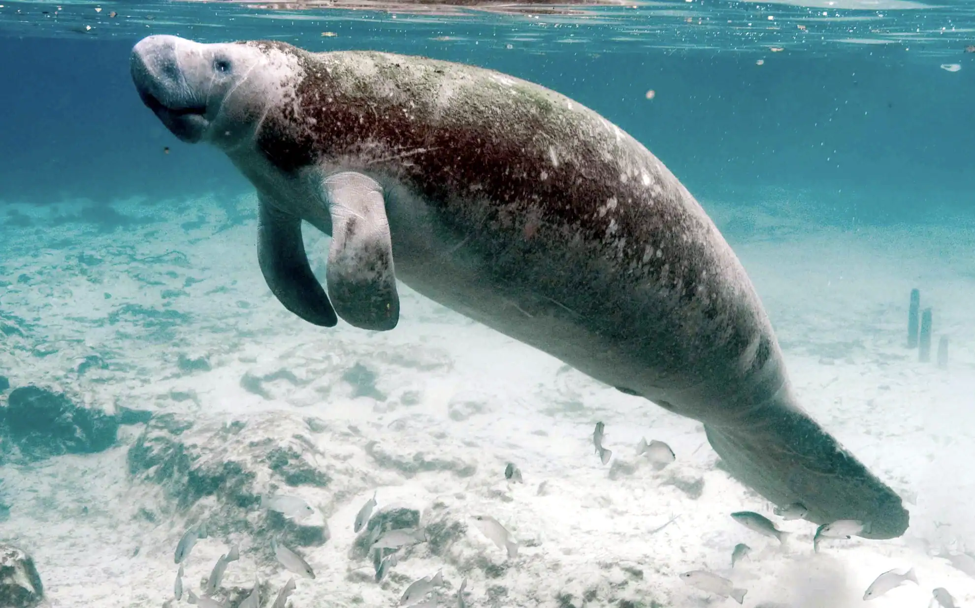 A manatee swims underwater above a sandy, rocky bottom with small fish nearby, in clear blue water.