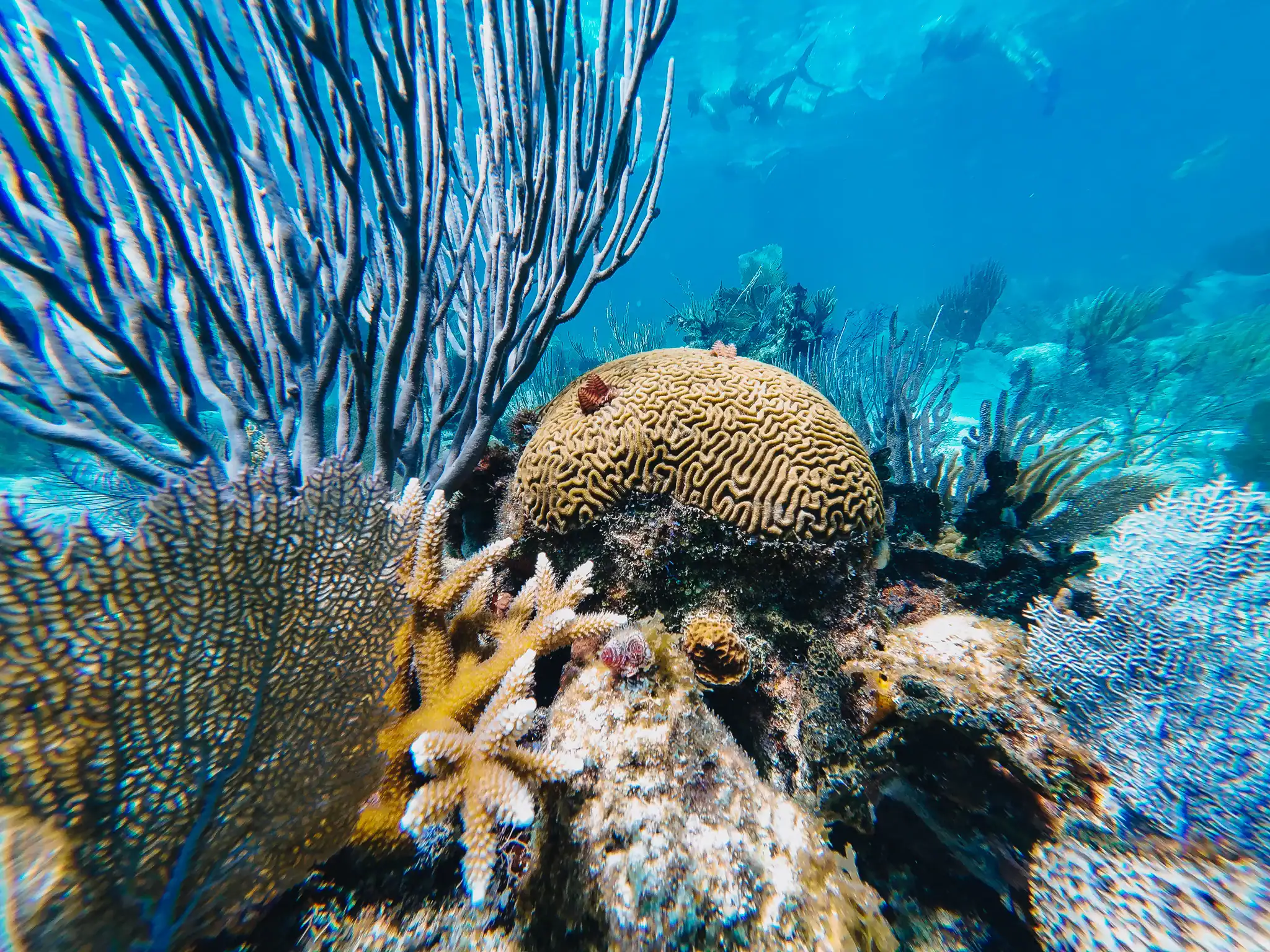 Underwater scene showing coral reefs, including brain coral and sea fans, in clear blue water with other marine life in the background.