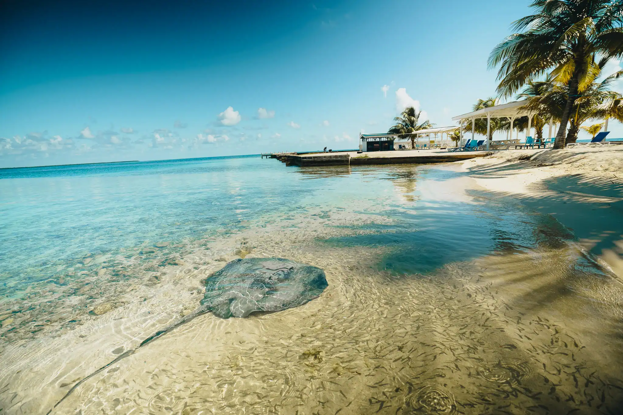 A stingray swims in shallow, clear water near a sandy beach with palm trees, a dock, and a white building under a blue sky.
