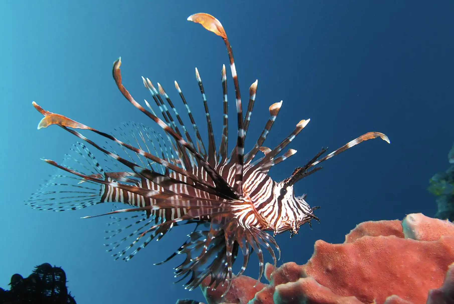 A zebra-striped lionfish swims near pink coral in clear blue water.