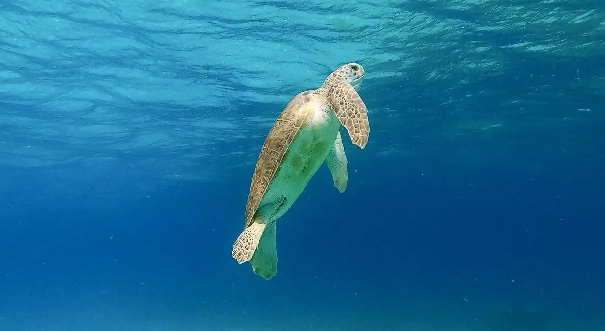 A sea turtle swims underwater in clear blue ocean, with sunlight filtering through the surface above.