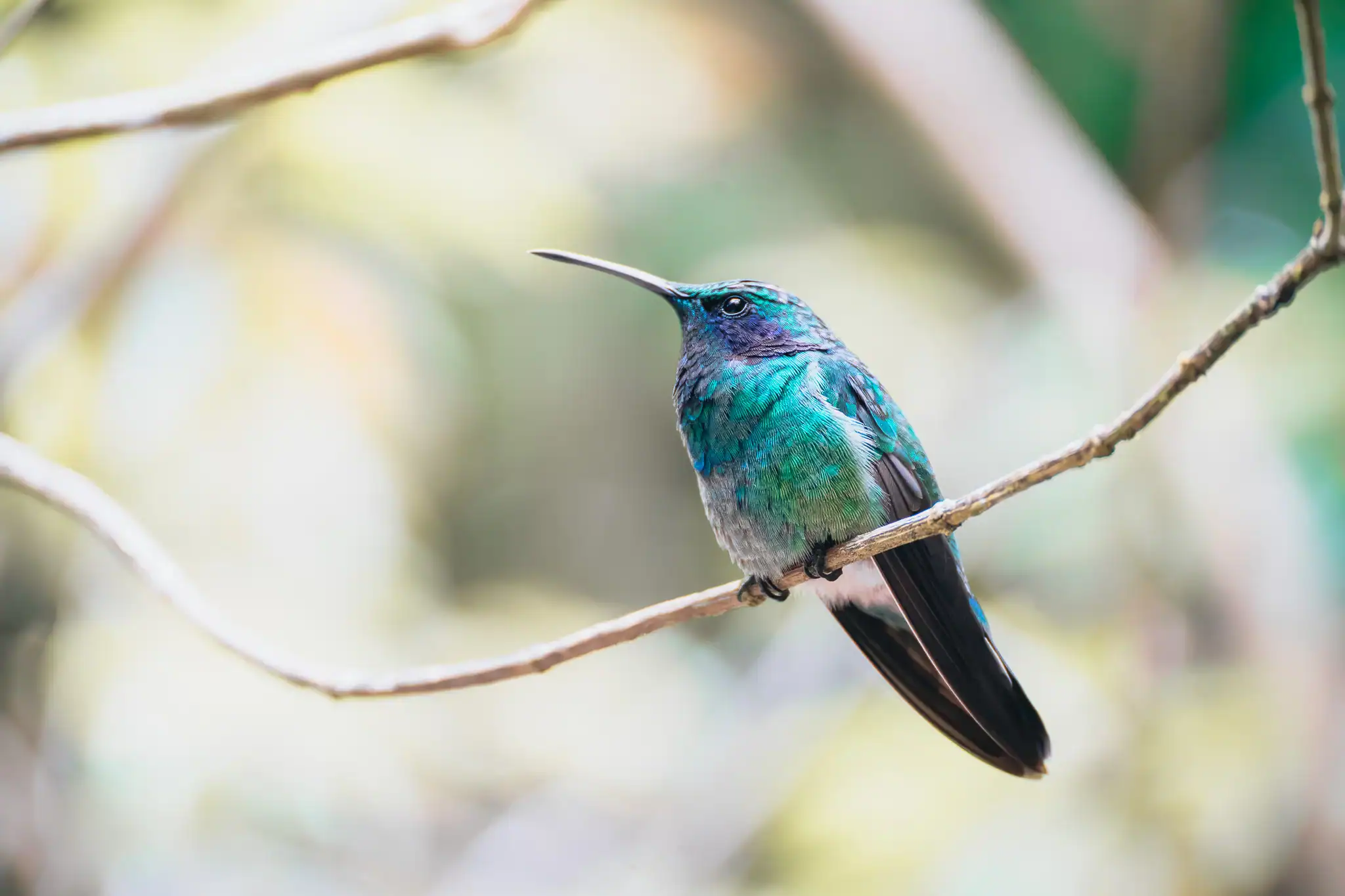A close-up of a green and blue hummingbird perched on a thin branch, with a blurred background of greenery.