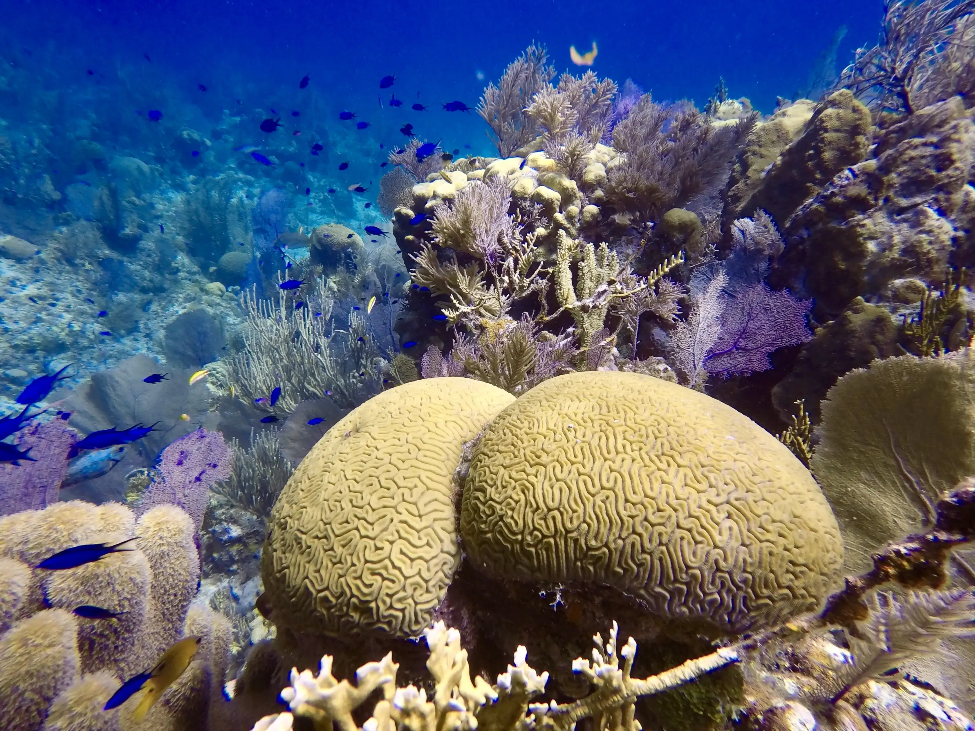 Underwater coral reef scene with brain coral, various sponges, sea fans, and small blue fish swimming in clear blue water.