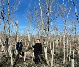 Two people walk through a grove of leafless trees on a sunny day, holding tree guards; more tree guards are visible on the ground around them.