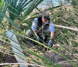 A person wearing gloves is crouched down, working in a patch of vegetation with tall grasses and palm fronds, next to a white rectangular object on the ground.